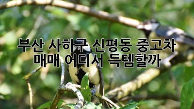부산 사하구 신평동 중고차 매매, 어디서 득템할까? 🚗💨